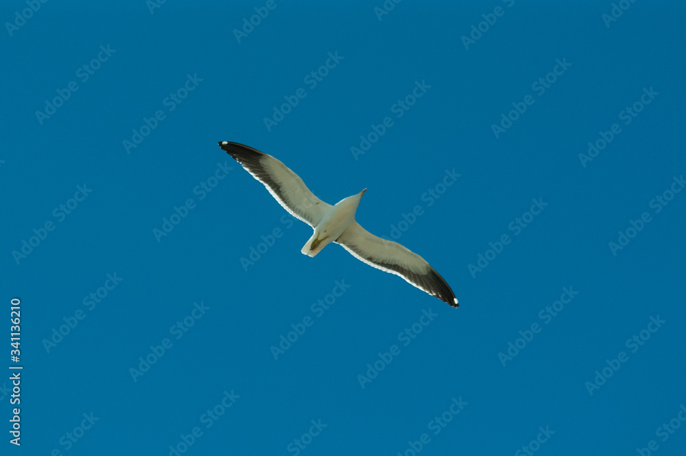 Obraz premium ave, gaviota, cielo, apresurado, gaviota, vuela, azul, bragueta, mar, libertad, naturaleza, animal, blanco, ave, alas, alas, aereo, planear, desocupado, fauna, emplumar, nube