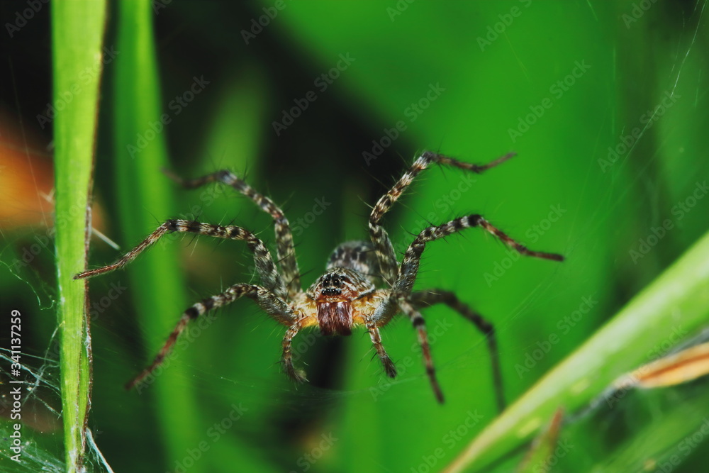 Macro Photography of Jumping Spider on Green Leaf for background Macro Photography of Jumping Spider on Green Leaf for background