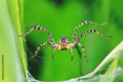 Macro Photography of Jumping Spider on Green Leaf for background