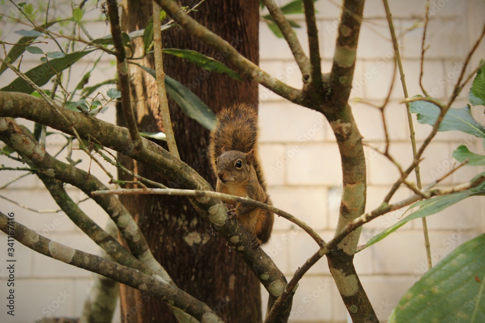 squirrel on tree