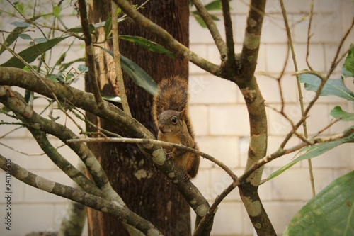 squirrel on tree © Gabriel