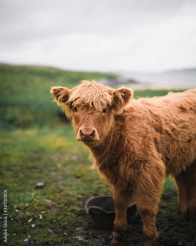 Scottish Highland calf in a meadow Scottish Highland calf in a meadow