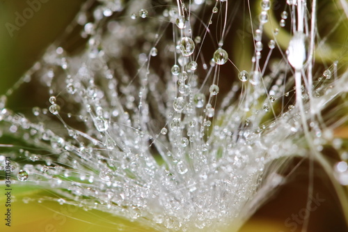 beautiful drop on spider web or seed plant  in nature for backgroud © changephoto