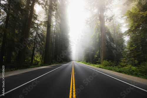 Scenic road in Redwood National Forest photo