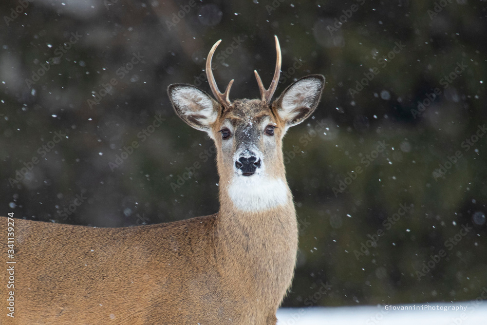 Obraz premium white tail deer