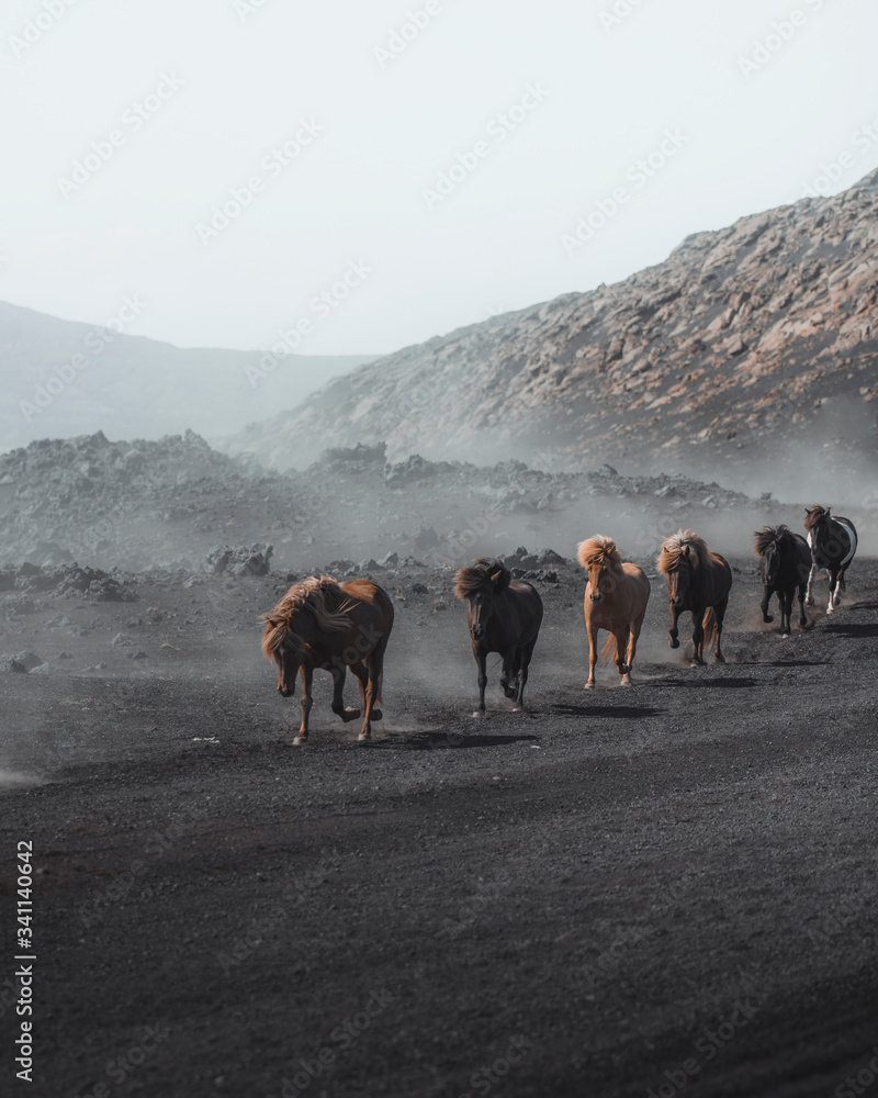 Icelandic horses in the wild