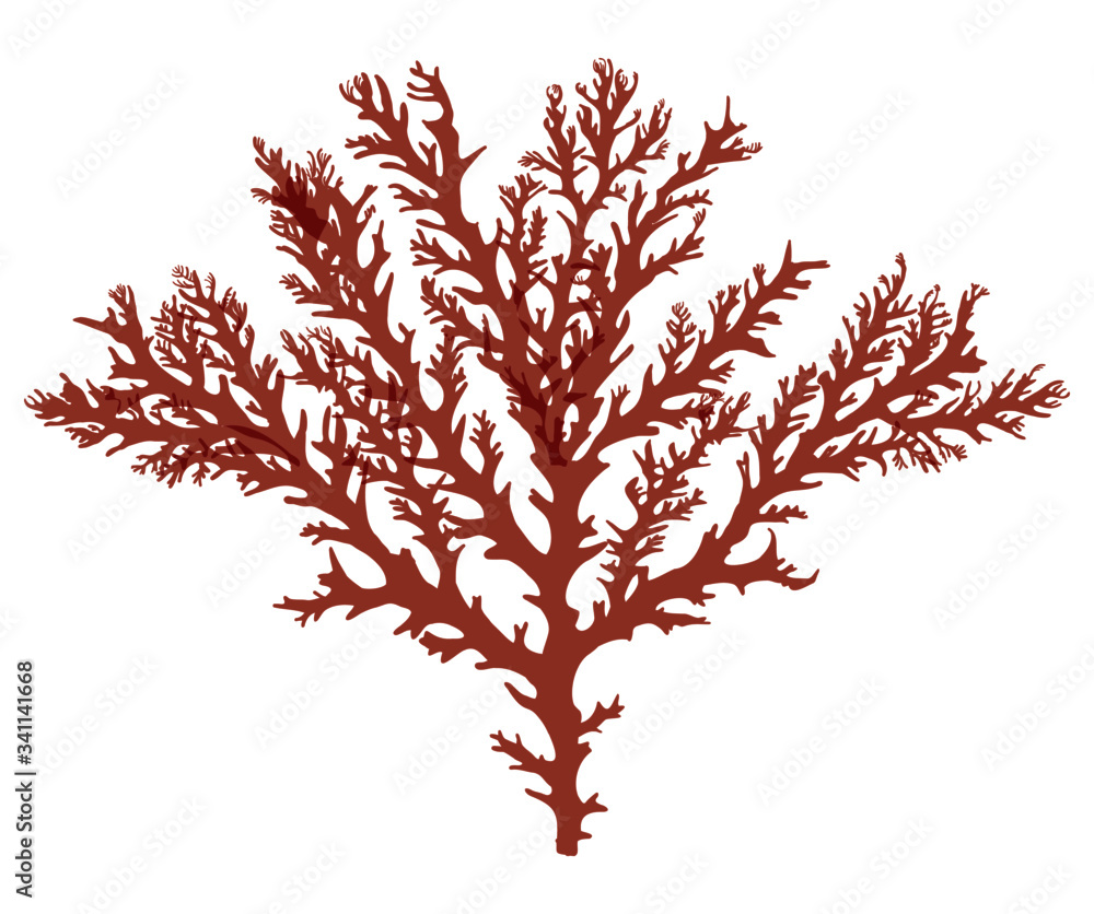 This is a red algae in the sea.