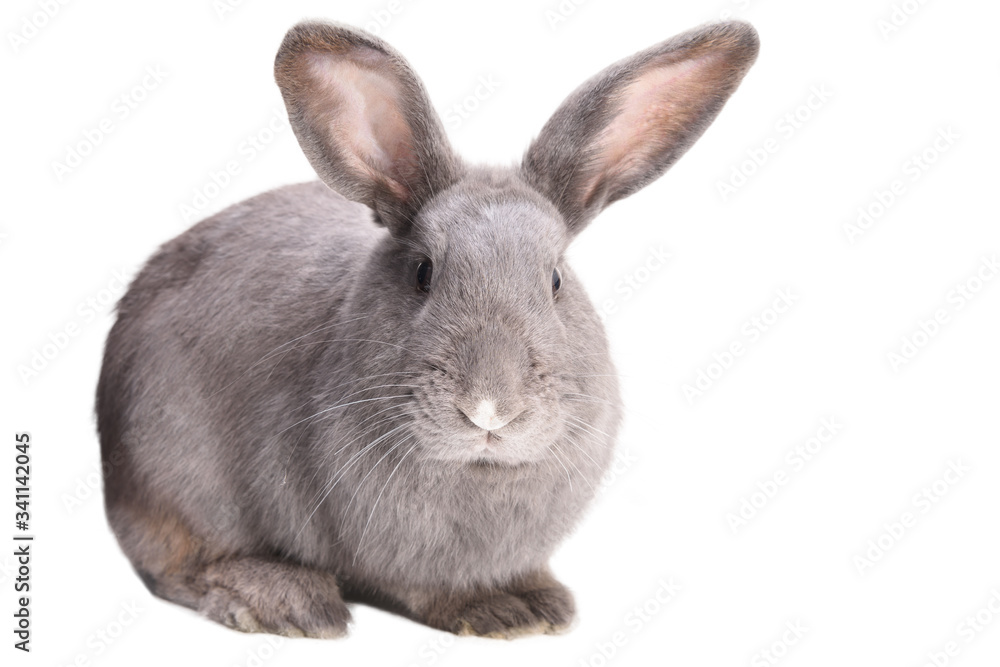 Close-up side view of a gray rabbit in white background Close-up side view of a gray rabbit in white background