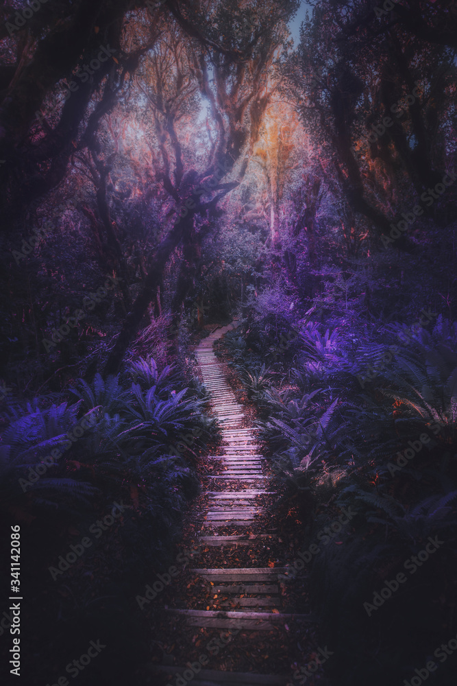 Jungle path in NZ