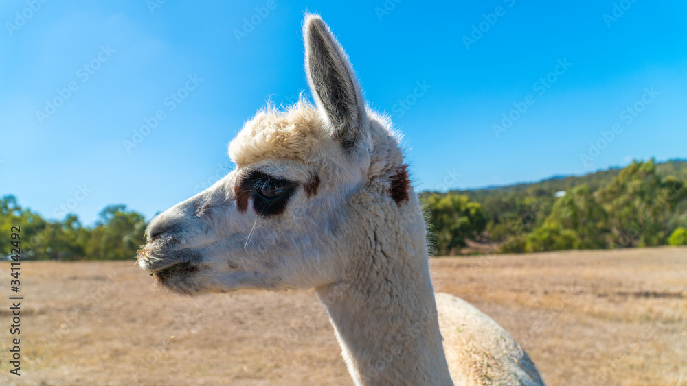 Obraz premium Alpaca head close-up