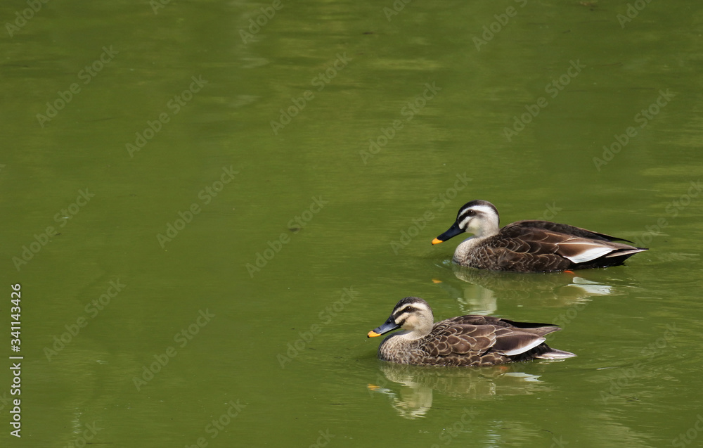 Duck couple are swimming on the pond. Duck couple are swimming on the pond.