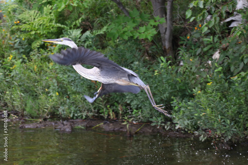 great blue heron