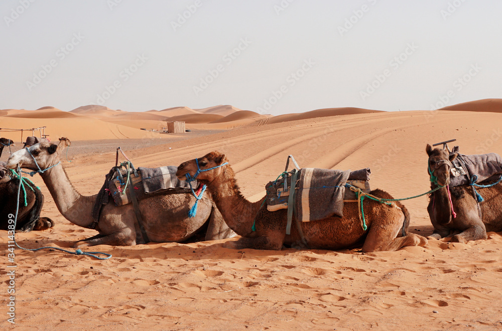 Fototapeta premium Camels in the Sahara