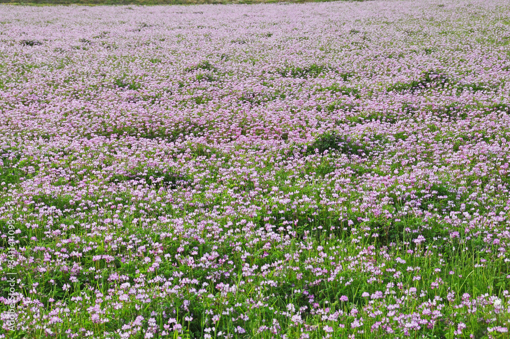 れんげ草畑 鹿児島県 出水市 れんげ草畑 鹿児島県 出水市