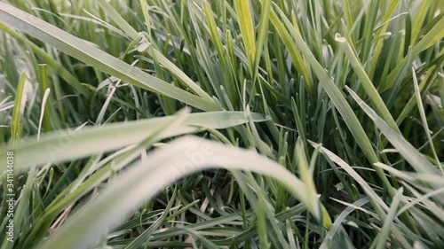 Close Up Moving Through Grass