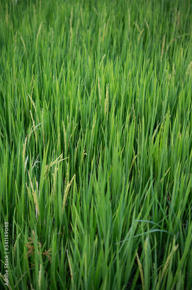 close up of yellow-green rice fields.