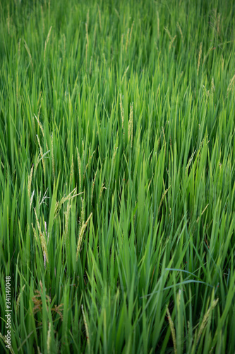 close up of yellow-green rice fields.