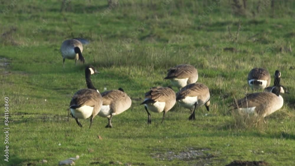 wild flock of Canada geese walk home wild flock of Canada geese walk home