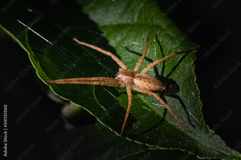 A raft spider uncharacteristically holds its place on a broad leaf A raft spider uncharacteristically holds its place on a broad leaf