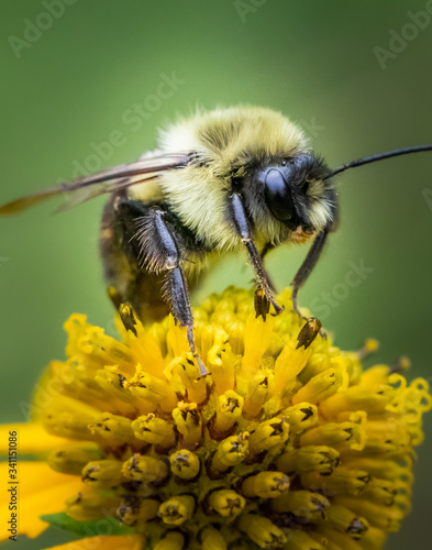 A close up portrait of a bumblebee on a yellow daisy