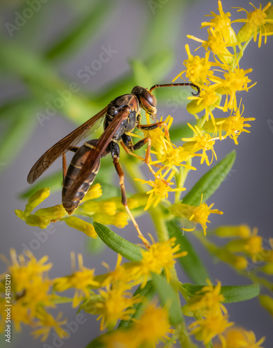Profile of a brown paper wasp feeding on some small yellow flowers © cwieders