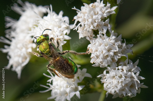 A sweat bee feeds on a bunch of small white flowers