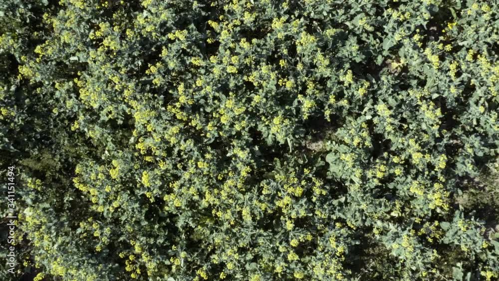Top view flight above the rapeseed field with with blooming flowers Top view flight above the rapeseed field with with blooming flowers