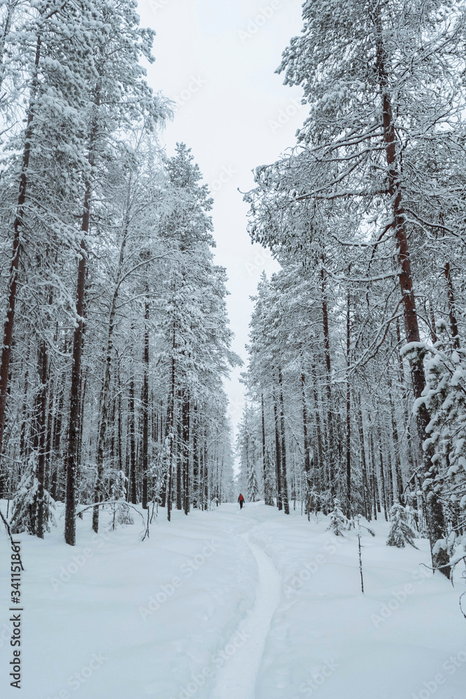 Fototapeta premium Woman trekking through the snow in Lapland, Finland