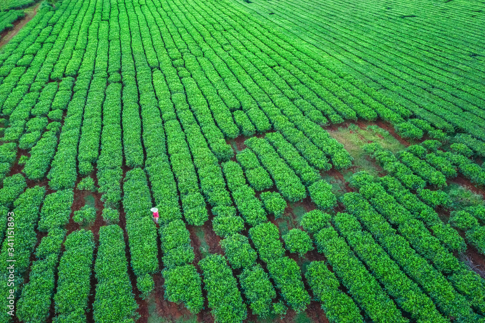 Aerial view of Bien Ho Che or Bien Ho tea hill, Gia Lai, Vietnam. Aerial view of Bien Ho Che or Bien Ho tea hill, Gia Lai, Vietnam.
