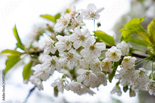 White small flowers, cherry blossom close up macro photography. 
