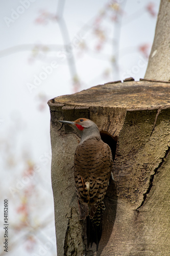 A picture of a Northern flicker resting right above its nest.   Vancouver BC Canada 