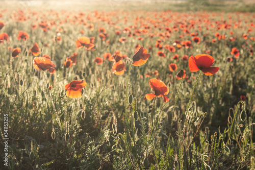 Beautiful wild red flowers in the meadow.Poppies at dawn. Field of red flowers.