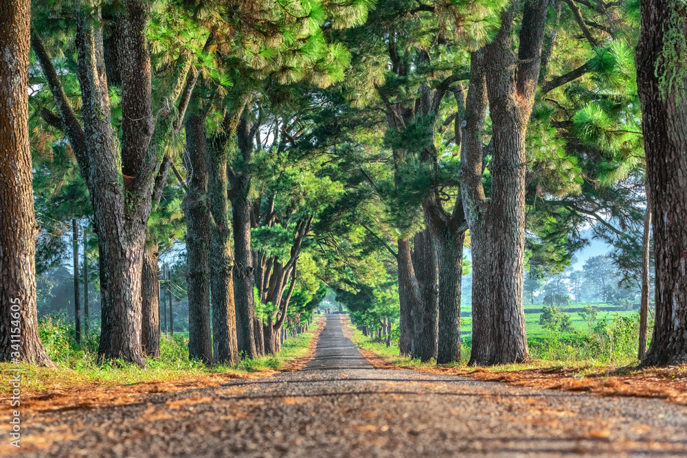 Old Pine road, famous road at Gia Lai, Vietnam. Old Pine road, famous road at Gia Lai, Vietnam.