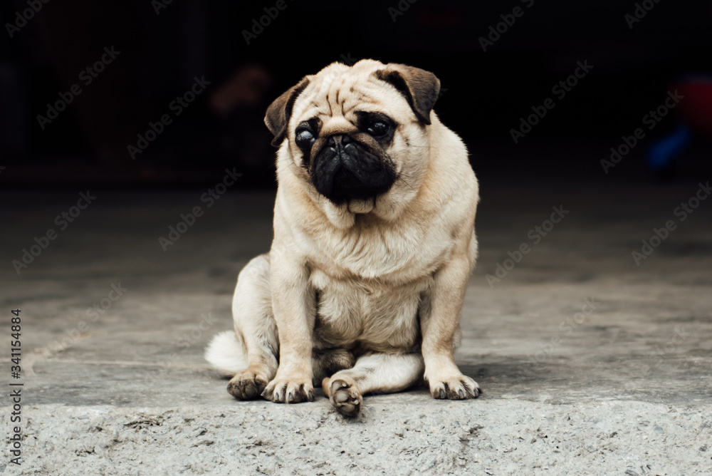 portrait of a pug