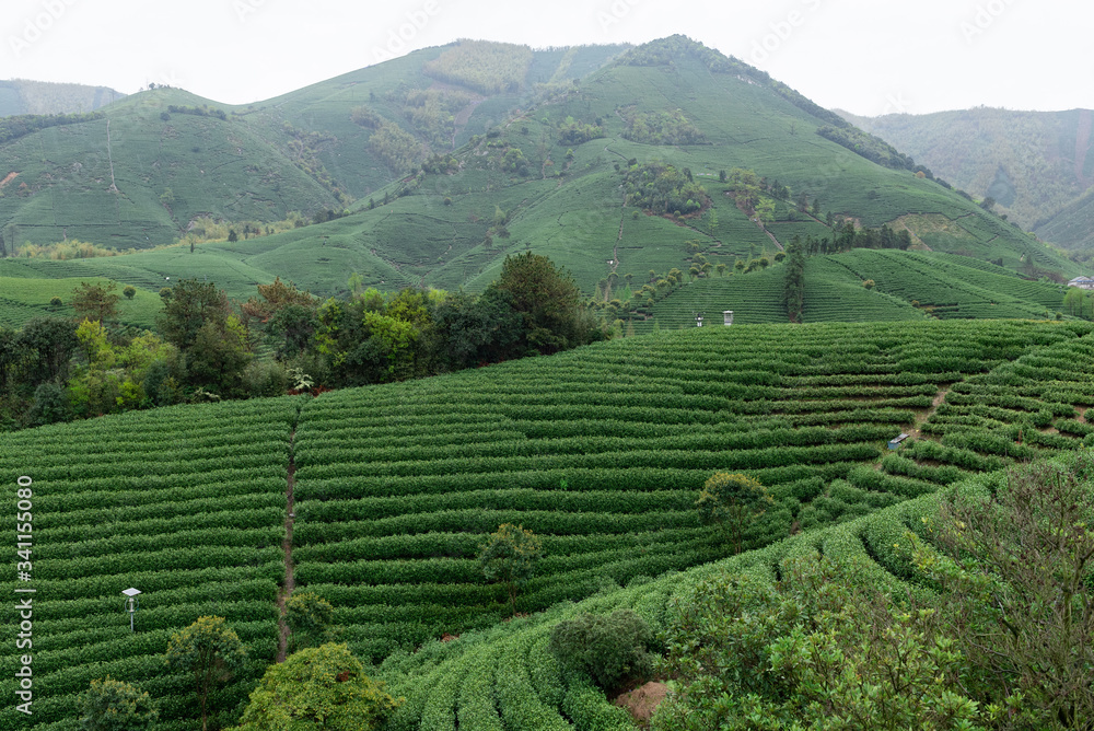 A green tea plantation