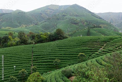 A green tea plantation © 浩然 张