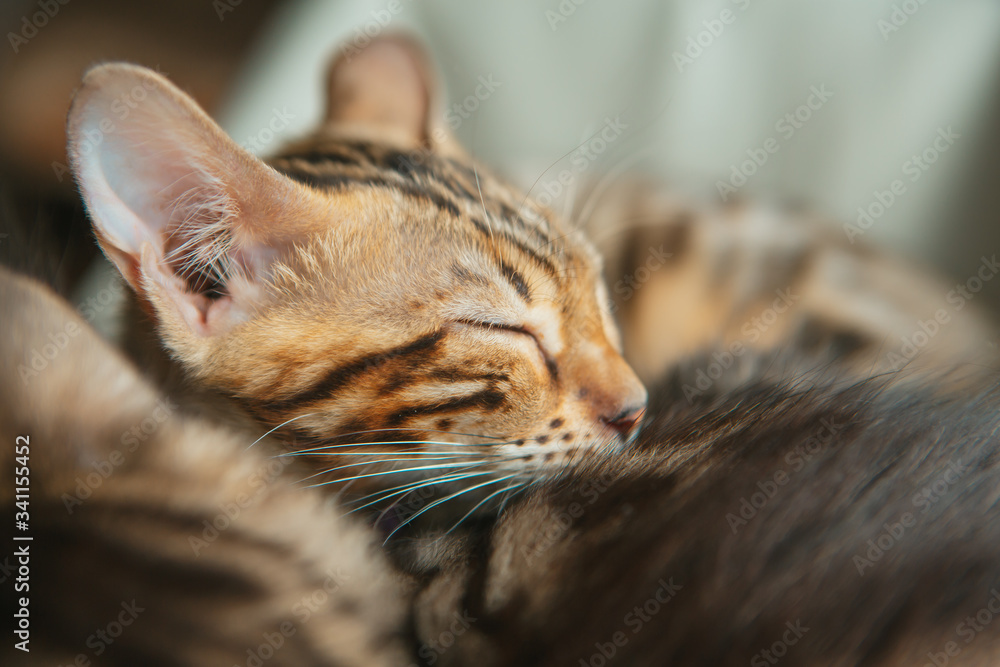 Cute little bengal kitty cat sleeping on the cat's window bed. Cute little bengal kitty cat sleeping on the cat's window bed.