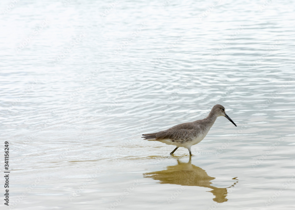 Bird on beach landscape, Wading bird in the ocean, Willet sandpiper bird watching, South Florida birds, Bird reflection in water, Royalty free image Bird on beach landscape, Wading bird in the ocean, Willet sandpiper bird watching, South Florida birds, Bird reflection in water, Royalty free image