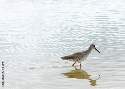 Bird on beach landscape, Wading bird in the ocean, Willet sandpiper bird watching, South Florida  birds, Bird reflection in water, Royalty free image