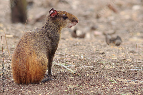 Photos photo of an agouti (Dasyprocta leporina) sitting in the caatinga with negative s