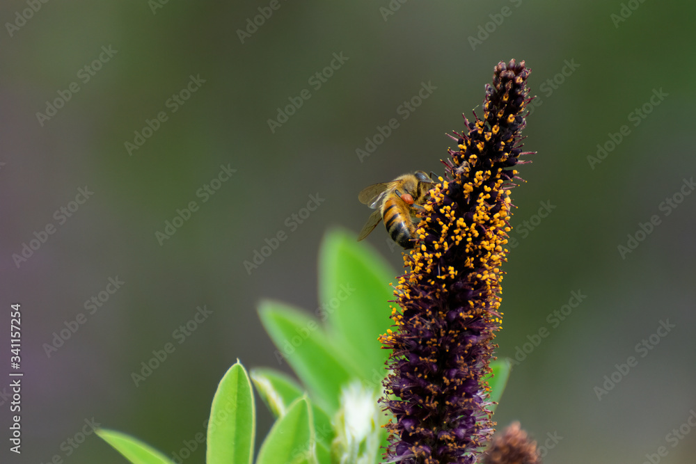 Fototapeta premium Honey bee gathering pollen from flower