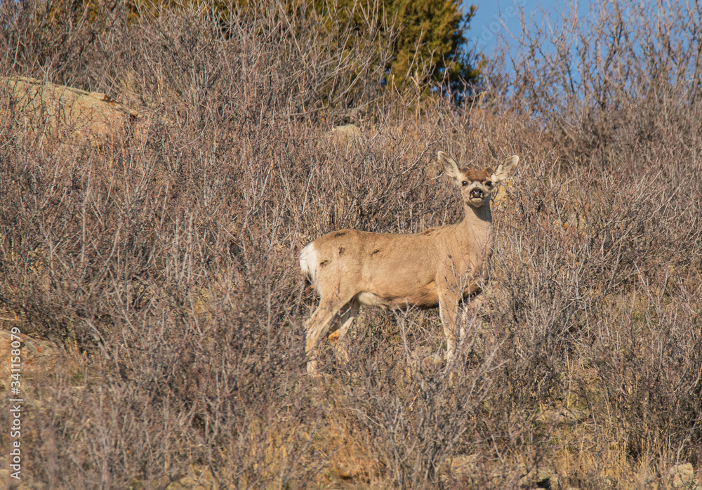 Fototapeta premium deer in the woods