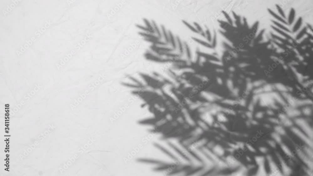 Close-up The motion of shadow leaves with blowing wind on a white wall background. white and black tone. Close-up The motion of shadow leaves with blowing wind on a white wall background. white and black tone.