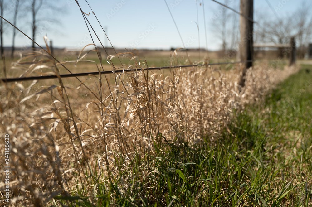 Fototapeta premium Country fence with green grass