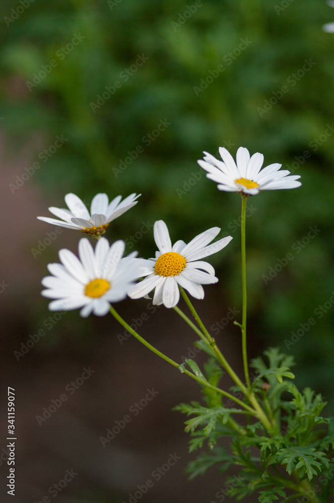 white daisies in a garden white daisies in a garden
