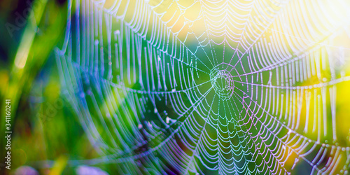 beautiful white spider web on green grass background 