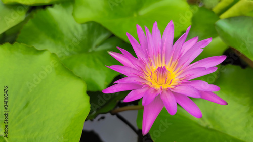 Purple lilies are blooming in a pond. blooming lotus flower in summer pond with green leaves as background. Queen of flowers  beautiful lotus flower in pond