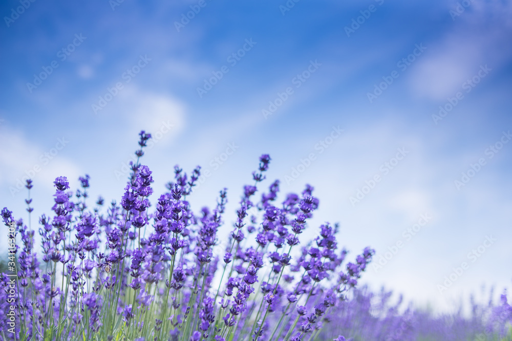 青空背景のラベンダー Stock Photo Adobe Stock