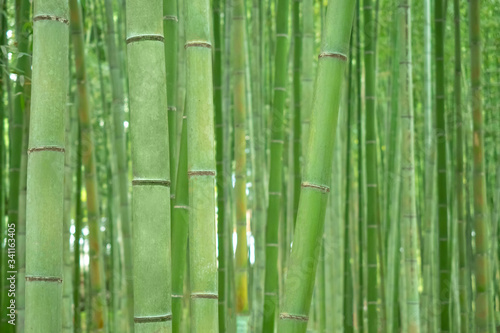 Japan. Kyoto. Sagano bamboo forest. Protected area in Kyoto. Excursion to the bamboo forest. Walking through the forests of Kyoto. Bamboo grows. Japanese tree. Sights Of Kyoto. Tourism in Japan.