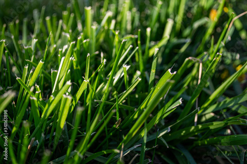 close-up of grass